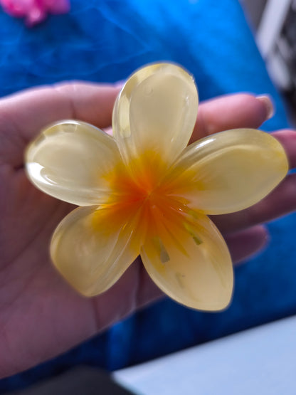 Pince Coloré
